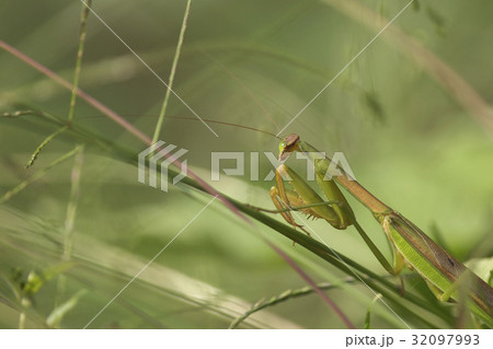 カマキリ 32097993