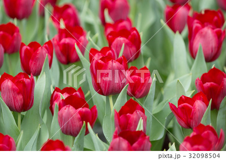 the Tulip in flower show 2017 32098504