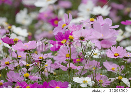 the bloom flowers Cosmos bipinnatus 32098509