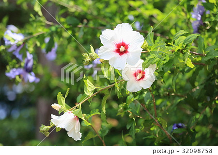 ムクゲの花 ムクゲの花 32098758