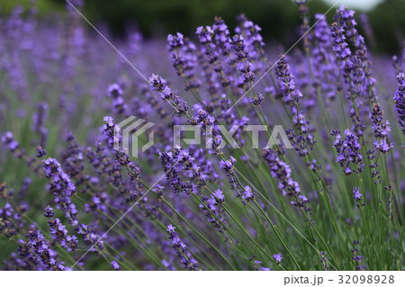 青山高原ハーブガーデン 青山高原ハーブガーデン 32098928