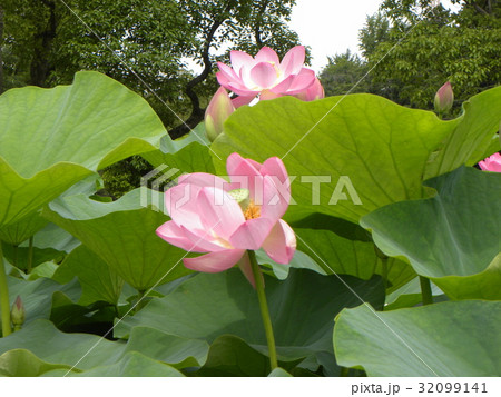 千葉公園のオオガハスの桃色の花 千葉公園のオオガハスの桃色の花 32099141