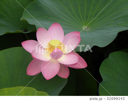 千葉公園のオオガハスの桃色の花 千葉公園のオオガハスの桃色の花 32099143