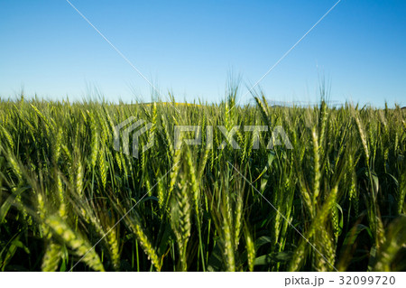 View of beautiful wheat field 32099720