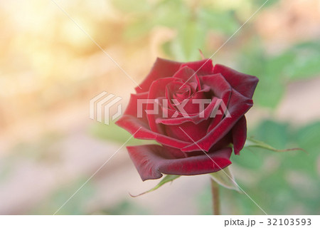 red rose with buds and green bush background red rose with buds and green bush background 32103593