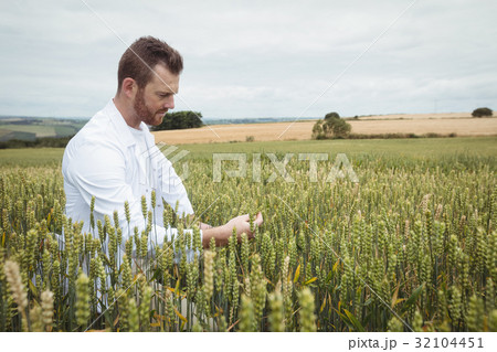 Agronomist checking the crops in the field Agronomist checking the crops in the field 32104451