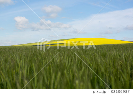 View of beautiful wheat field 32106987