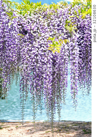 藤の花 藤の花 32108630