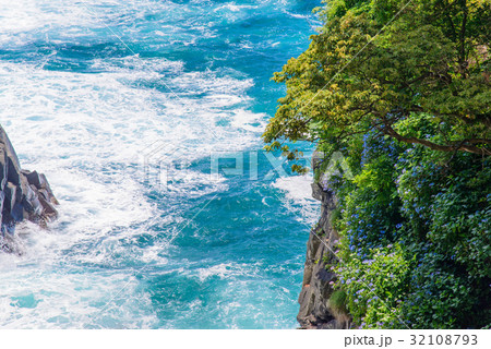 【東伊豆城ケ崎海岸】絶壁に咲くアジサイ 32108793