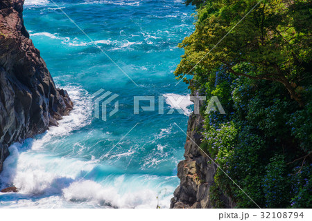 【東伊豆城ケ崎海岸】絶壁に咲くアジサイ 32108794