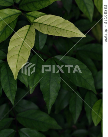 blur background from variety of green plant leaves blur background from variety of green plant leaves 32108883