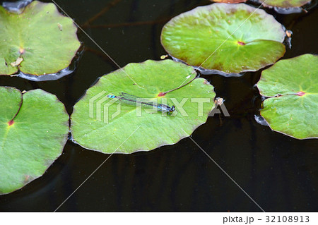 アサザの浮葉の上にイトトンボ アサザの浮葉の上にイトトンボ 32108913