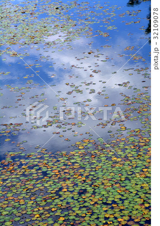 湖面のアサザの浮葉がなす模様 湖面のアサザの浮葉がなす模様 32109078