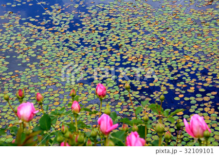 アサザの浮葉と薔薇の花 アサザの浮葉と薔薇の花 32109101