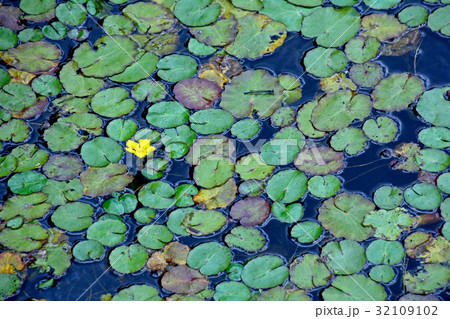 アサザの浮葉と黄色の花 アサザの浮葉と黄色の花 32109102