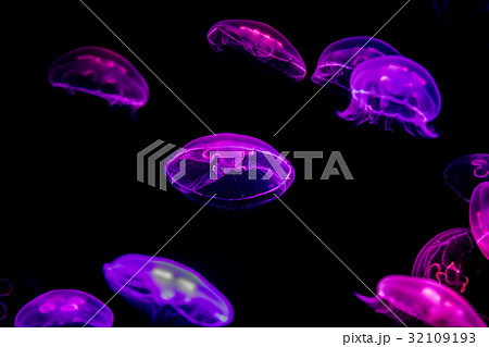 ミズクラゲ ミズクラゲ 32109193