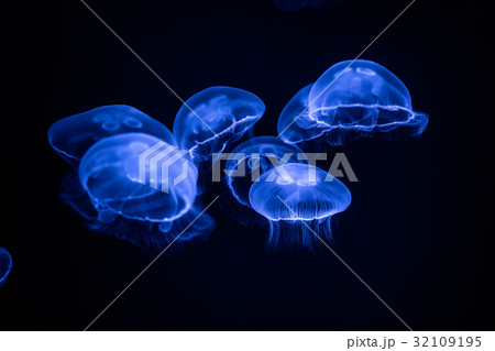 ミズクラゲ 32109195