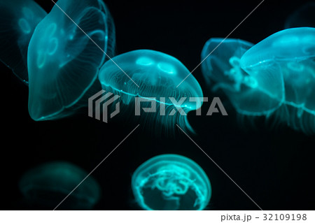 ミズクラゲ ミズクラゲ 32109198