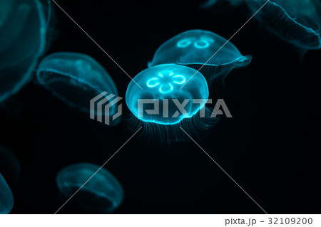 ミズクラゲ ミズクラゲ 32109200