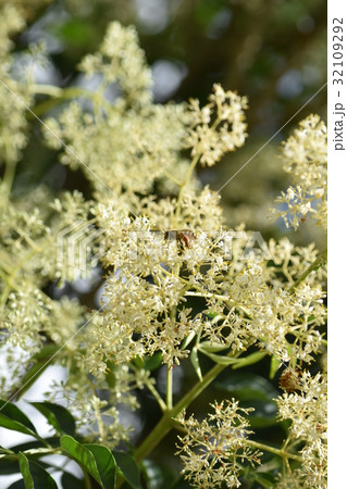 ミツバチとコネリコの花　高尾野町　出水市　鹿児島県 32109292