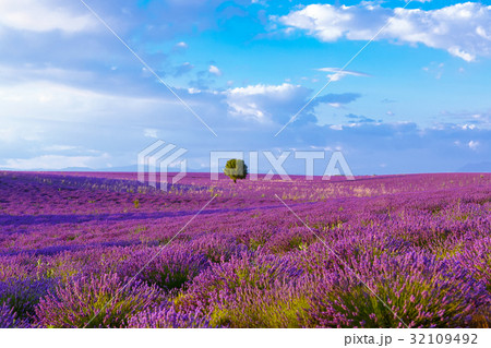 Lavender fields near Valensole in Provence, France 32109492