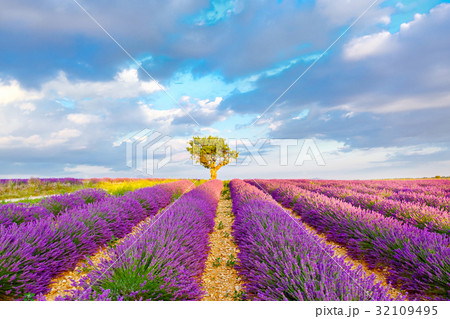 Lavender fields near Valensole in Provence, France 32109495