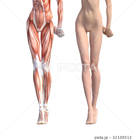 女性 解剖 筋肉 ３dcg イラスト素材のイラスト素材 32109513 Pixta