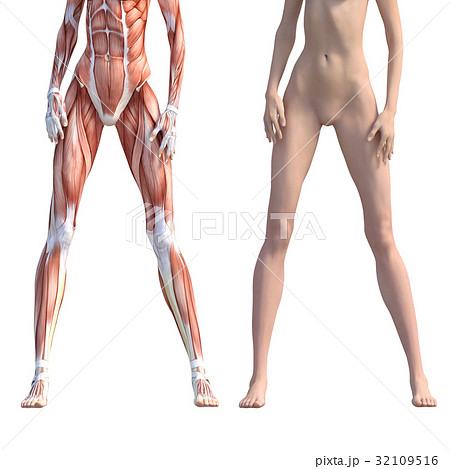 女性　解剖　筋肉　３DCG　イラスト素材 32109516