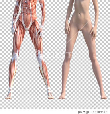 女性　解剖　筋肉　３DCG　イラスト素材 32109516