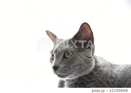 猫【ロシアンブルー】 32109608
