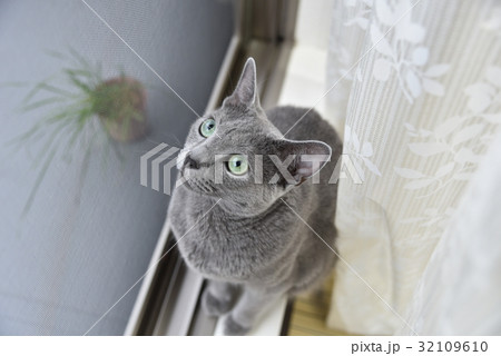 猫【ロシアンブルー】 猫【ロシアンブルー】 32109610