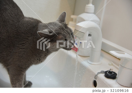 ロシアンブルー 水 猫 ロシアンブルー 水 猫 32109616