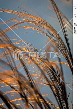 Close up of the stipa plant Close up of the stipa plant 32109732