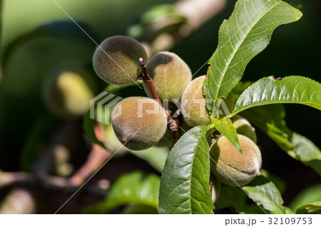 Green peach fruit on the tree 32109753