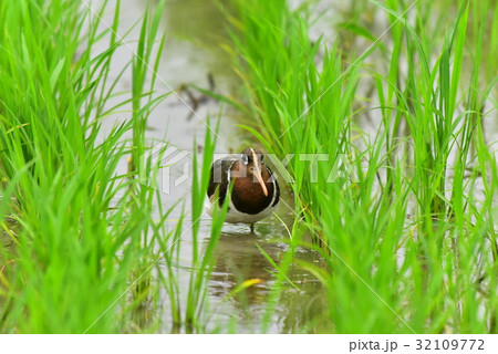 【野鳥】水田を歩くタマシギ雌 【野鳥】水田を歩くタマシギ雌 32109772