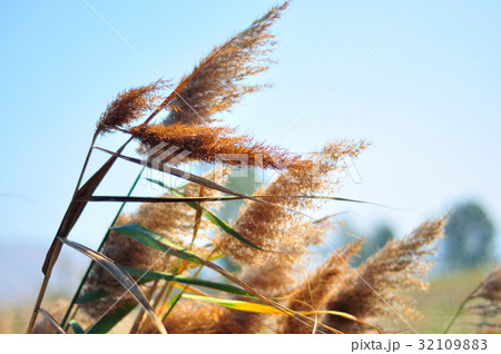common reed close up 32109883