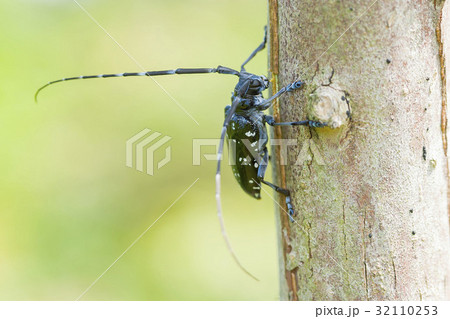 ゴマダラカミキリ 32110253