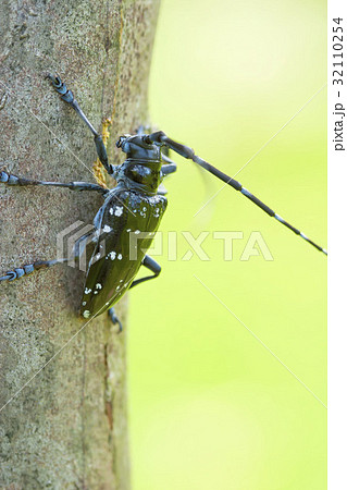 ゴマダラカミキリ 32110254