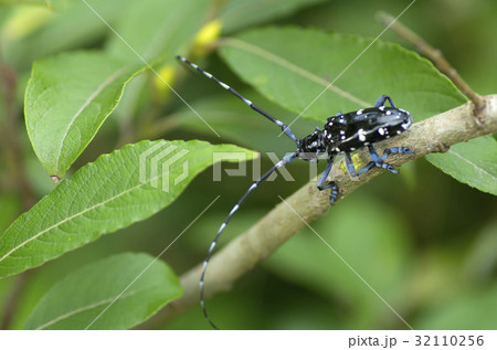 ゴマダラカミキリ ゴマダラカミキリ 32110256