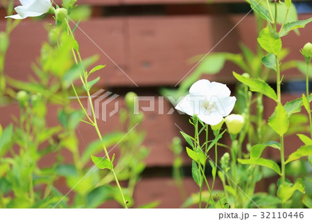 白色キキョウの花 32110446