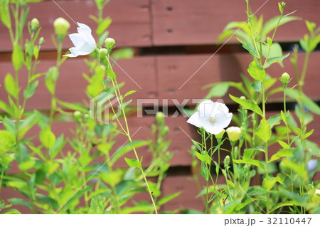 白色キキョウの花 32110447