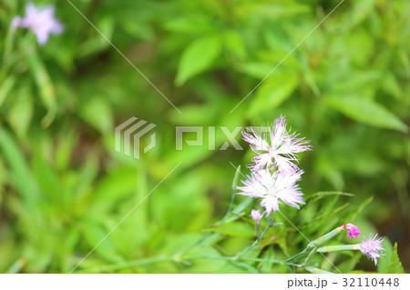 カワラナデシコの花 32110448