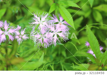 カワラナデシコの花 カワラナデシコの花 32110450