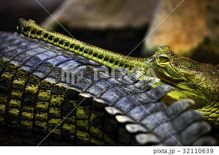 Portrait of Indian Gharial, Gavialis gangeticus 32110639