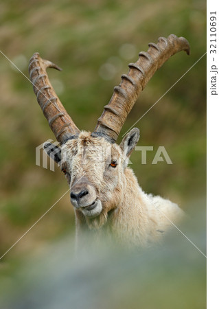 Detail portrait of antler Alpine Ibex, Capra ibex Detail portrait of antler Alpine Ibex, Capra ibex 32110691