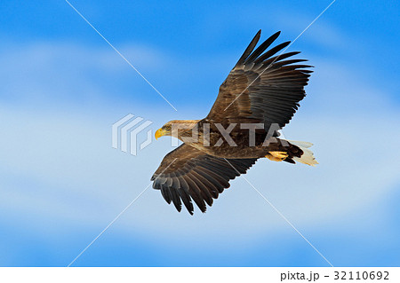 Flying bird of prey, White-tailed Eagle 32110692