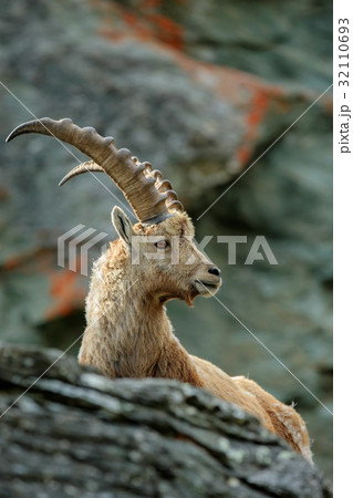 Portrait Of Antler Alpine Ibex Capra Ibexの写真素材