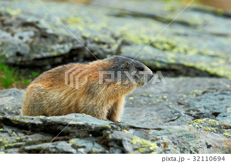 Cute animal Marmot, Marmota marmota Cute animal Marmot, Marmota marmota 32110694
