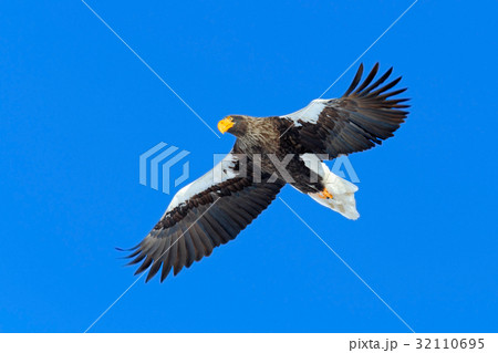 Steller's sea eagle, Haliaeetus pelagicus, flying Steller's sea eagle, Haliaeetus pelagicus, flying 32110695