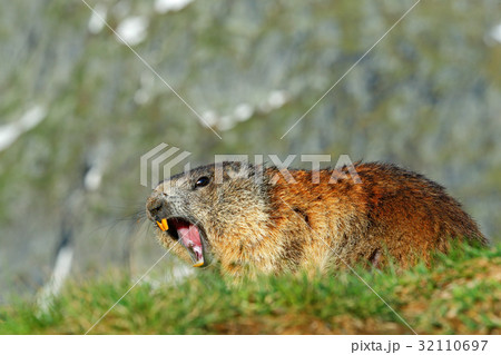 Cute animal Marmot, Marmota marmota 32110697